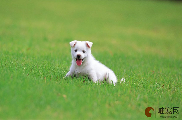 幼犬吃成犬粮会怎么样 饲养的注意事项