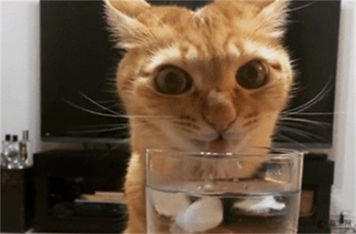 猫瘟开始主动喝水是好转了吗 一般什么时候会进食 猫瘟开始主动喝水是好转了吗 一般什么时候会进食