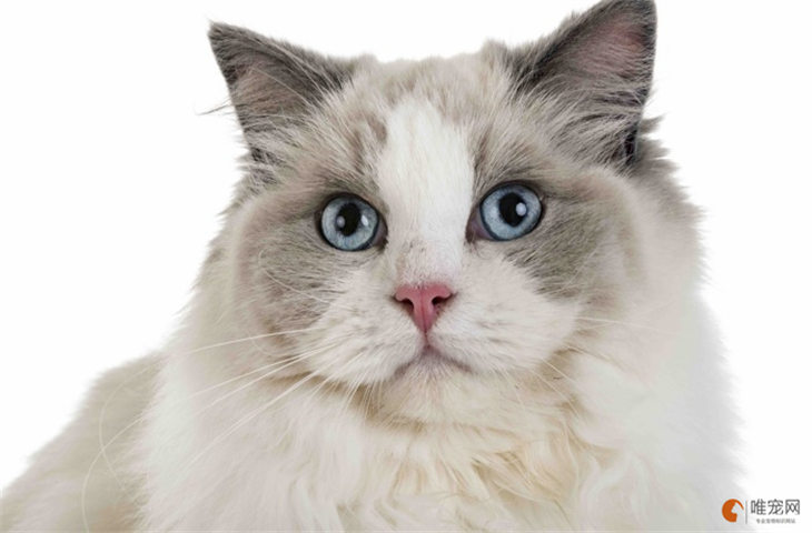 为什么不建议养布偶猫 容易养死吗