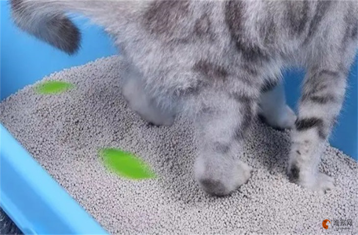 20斤猫砂一只猫能用多久 可以用什么代替