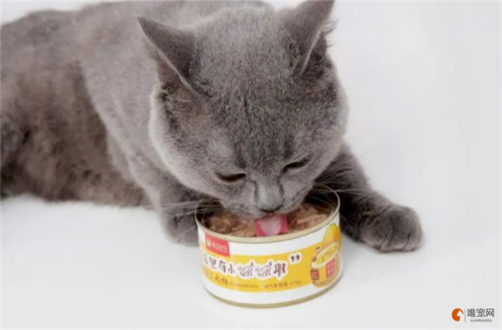 20多天的小猫吃什么辅食 可以喂蛋黄吗