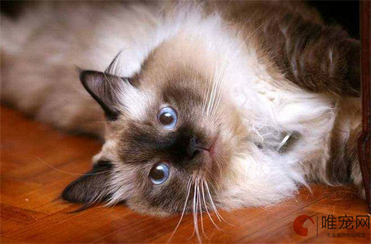 伯曼猫价格多少钱一只 和布偶猫相比哪个贵