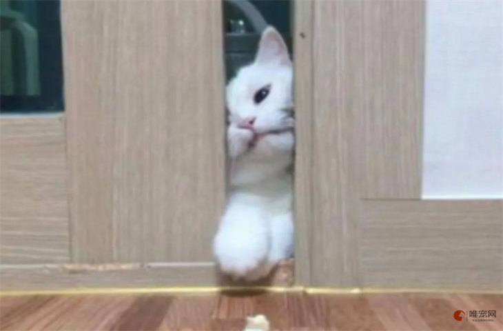 猫咪为什么蹲在主人卧室门口 预示着什么