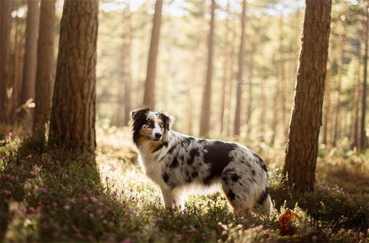 長(zhǎng)不大的小型犬品種有哪些 適合家養(yǎng)嗎