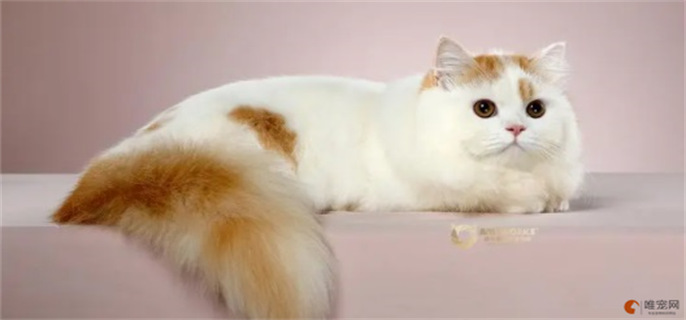 米努特猫是什么品种
