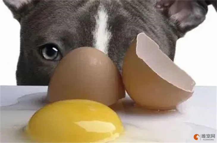 狗一天吃一个鸡蛋会怎么样 一周吃多少最佳