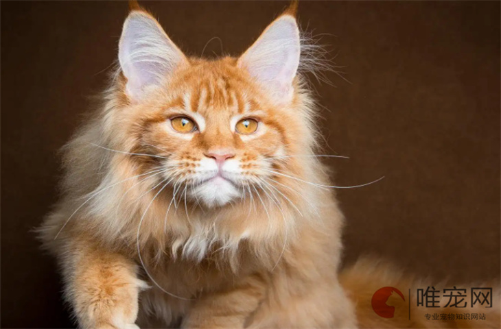 缅因猫能活多久 几个月成年