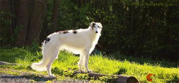 苏俄猎狼犬好养吗