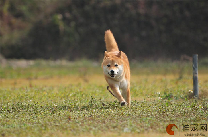 狗狗指甲怎么剪 需要注意什么