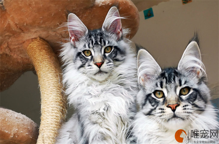 缅因猫和西伯利亚猫哪种更贵 有哪些区别