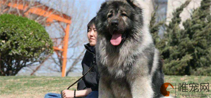 高加索犬十个不养理由分别是什么 高加索犬十个不养理由分别是什么