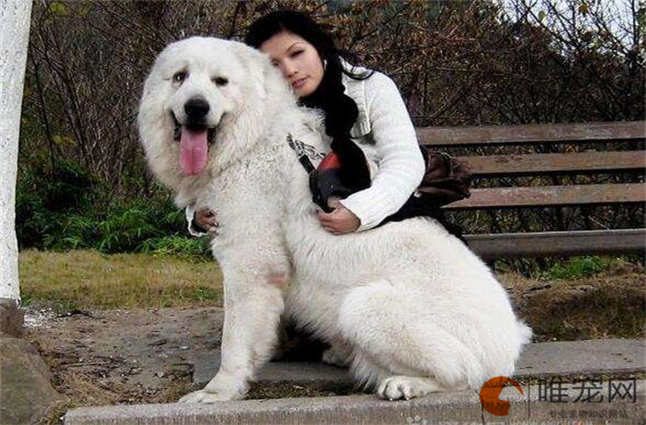 大白熊犬在中国禁养吗 有哪些原因 大白熊犬在中国禁养吗 有哪些原因
