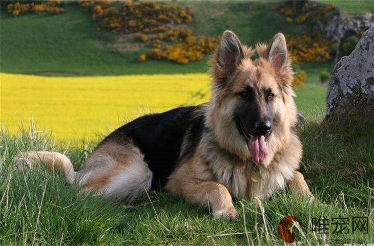 蓝湾牧羊犬在哪里能买到 国内能买到吗 蓝湾牧羊犬在哪里能买到 国内能买到吗