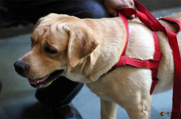 霸气的警犬名字大全 大气好听的有哪些 霸气的警犬名字大全 大气好听的有哪些
