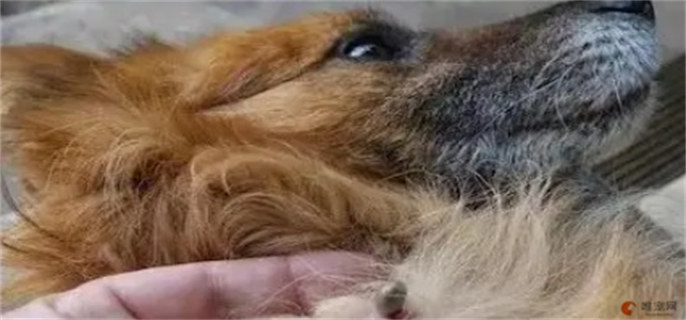 狗被蜱虫咬多久自愈 狗被蜱虫咬多久自愈