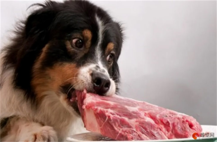 狗狗能吃牛肉吗 一天吃多少合适 狗狗能吃牛肉吗 一天吃多少合适