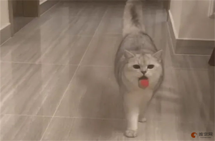 会自动捡球的猫智商高吗