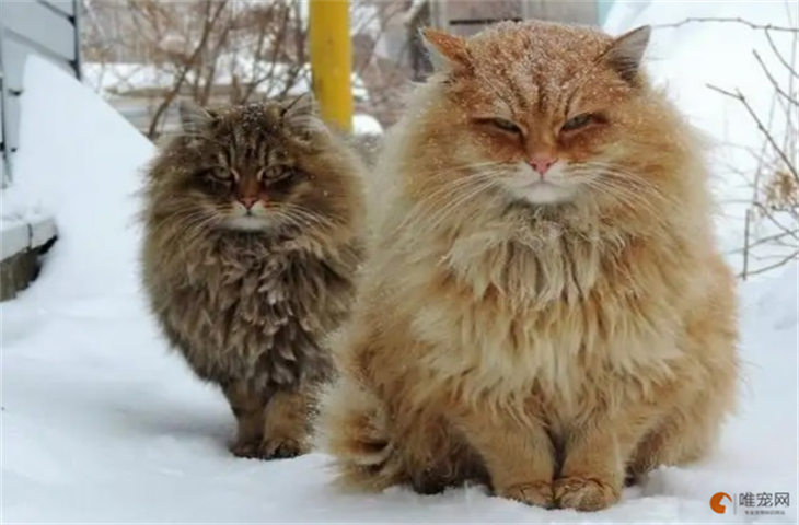 西伯利亚森林猫南方可以养吗 多少钱一只