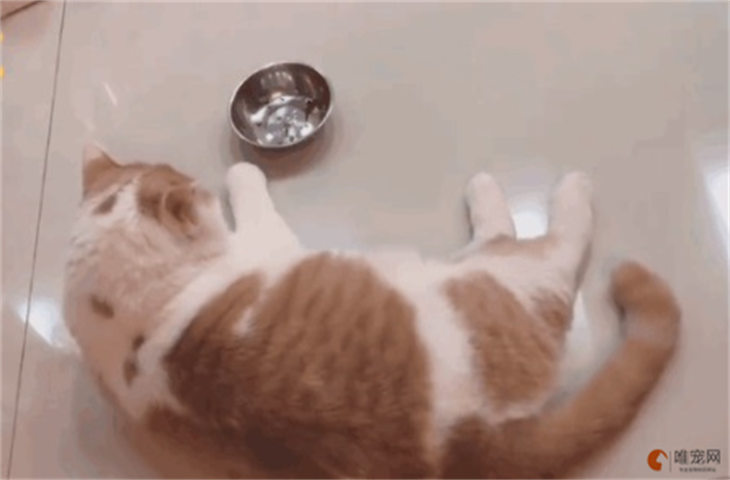 猫咪扒拉饭盆是为什么 在饭碗旁边刨是啥原因