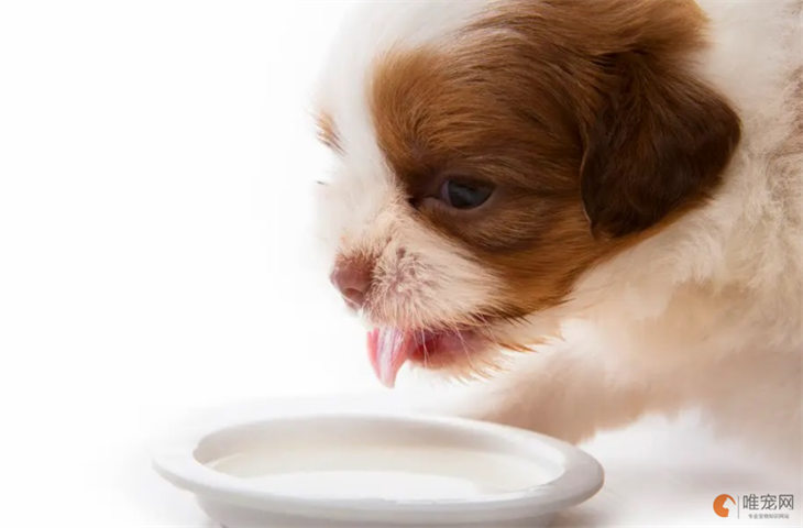小狗喝什么奶比较好 能喝酸奶吗