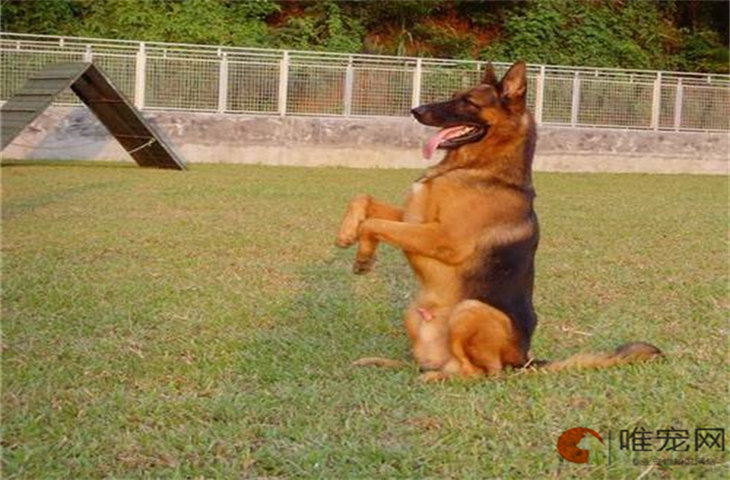东德犬和西德犬哪个适合家养 有什么区别