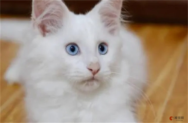 白色缅因猫多少钱一只 值钱吗g