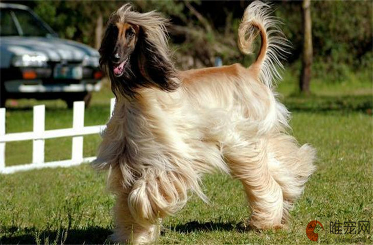 为什么上海可以养阿富汗猎犬 在国内能养吗