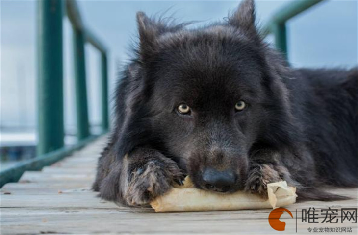 蓝湾牧羊犬中国能养吗 多少钱一只