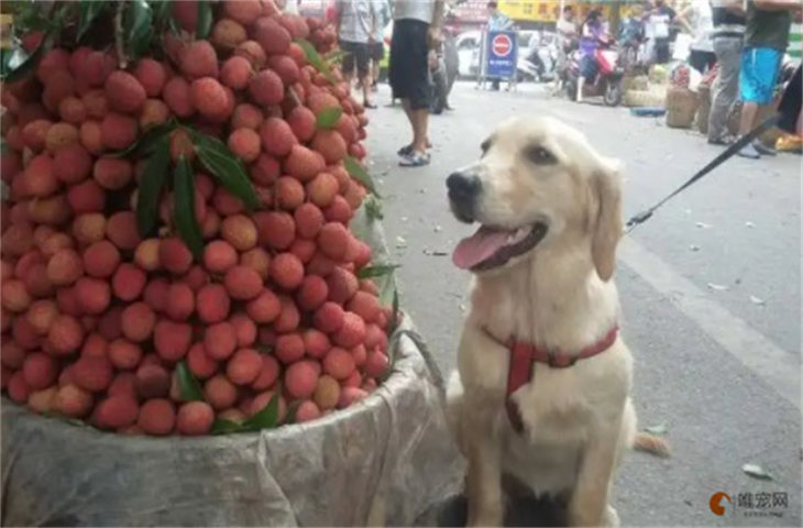 狗能吃荔枝果肉吗 吃多了会有什么后果