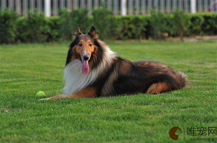 苏格兰牧羊犬什么颜色最贵 不同品相的价格区别