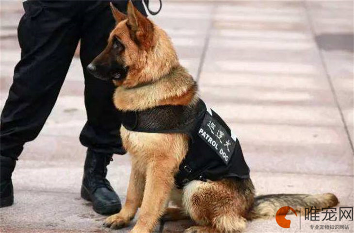 美国警犬品种 世界著名警犬