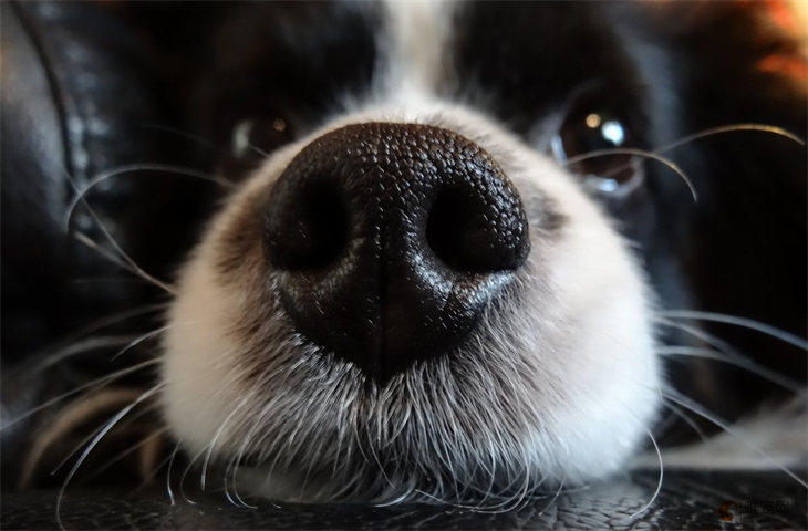 边牧挨打后的心理 会记仇吗 边牧挨打后的心理 会记仇吗