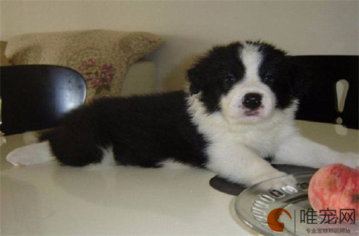 金边和黑白边牧能配出什么色 好看吗 金边和黑白边牧能配出什么色 好看吗