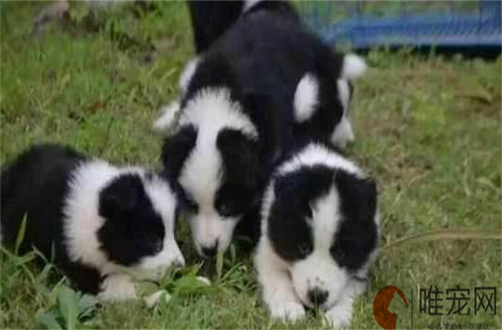 边牧短毛是不是不纯 如何辨别 边牧短毛是不是不纯 如何辨别