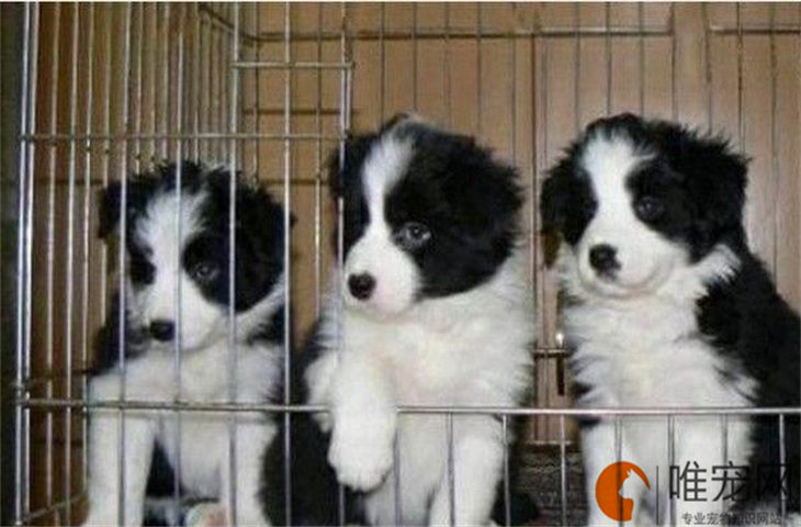 边牧见到陌生人就激动的不行怎么办 如何训练 边牧见到陌生人就激动的不行怎么办 如何训练