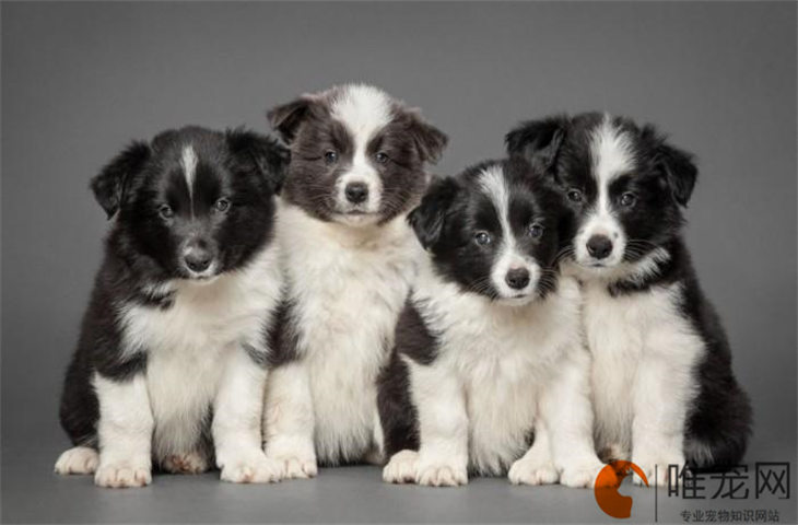 边牧换胎毛要几个月才能换完 如何照顾 边牧换胎毛要几个月才能换完 如何照顾