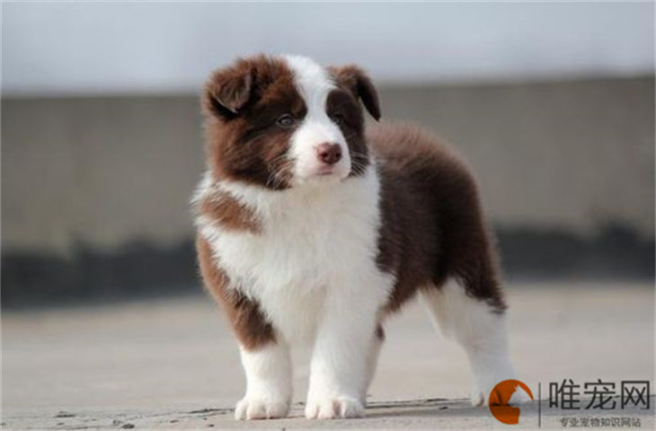 边牧不肯走老是趴着怎么办 如何训练 边牧不肯走老是趴着怎么办 如何训练