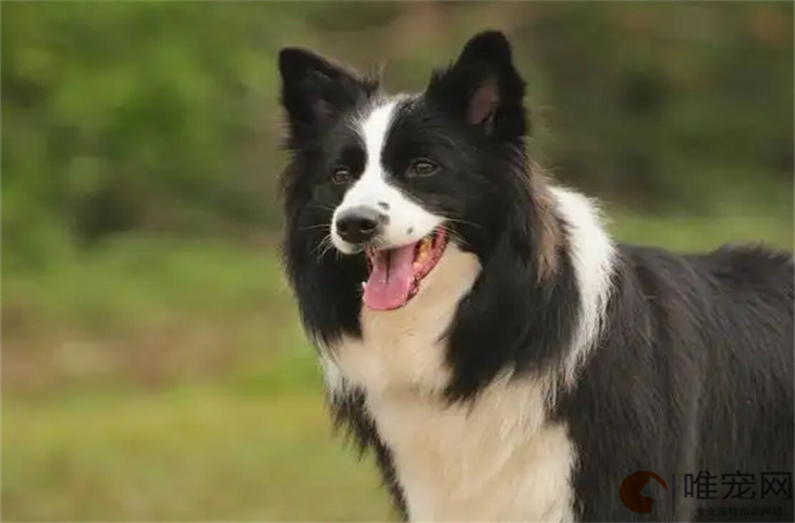 边牧夏天承受的最高温度是多少 怕热吗
