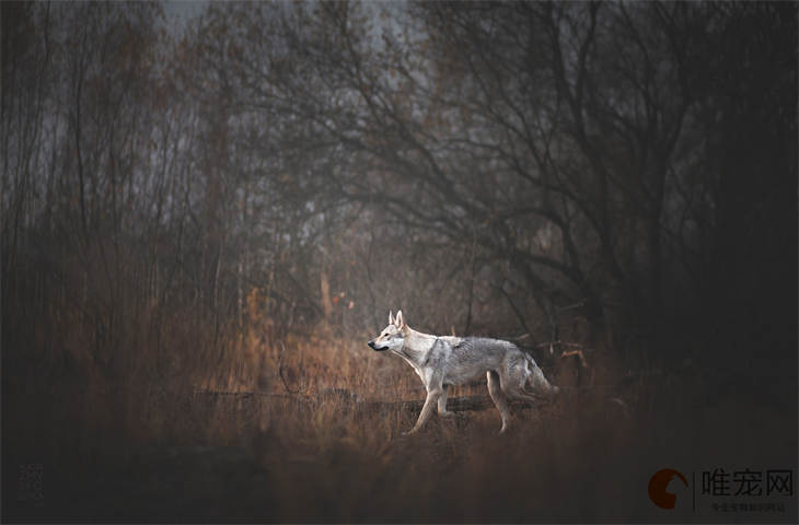 小偷最怕的六只狗是什么品种 护主的有哪些 小偷最怕的六只狗是什么品种 护主的有哪些