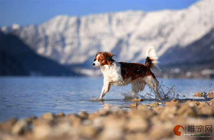 小狗吃鸡骨头的后果是什么 死亡概率大吗 小狗吃鸡骨头的后果是什么 死亡概率大吗