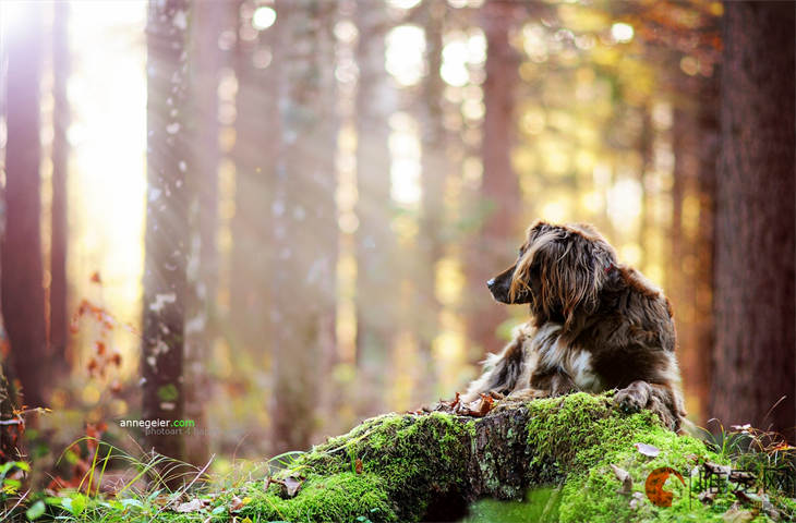 中国十大猎犬排名 中国十大猎犬排名