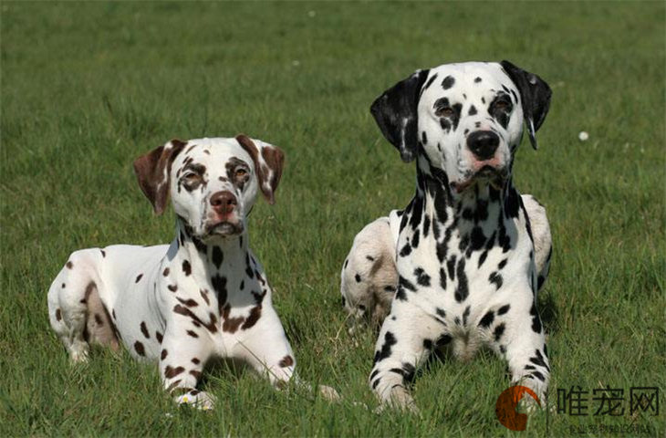 狗狗疫苗可以提前一天打吗 之前可以洗澡吗 狗狗疫苗可以提前一天打吗 之前可以洗澡吗