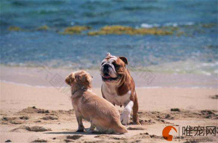 什么样的狗容易得狂犬病 有哪些表现