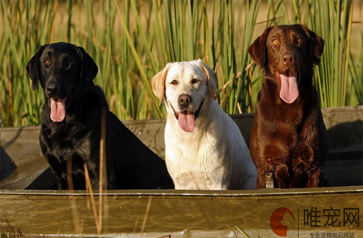 幼犬打兴奋剂怎么能看出来 星期狗的特征