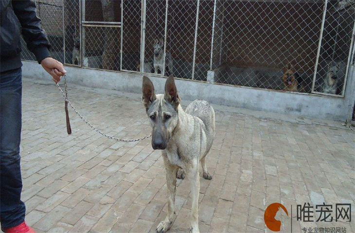 狼青犬智商在犬类中排行第几 聪明吗 狼青犬智商在犬类中排行第几 聪明吗