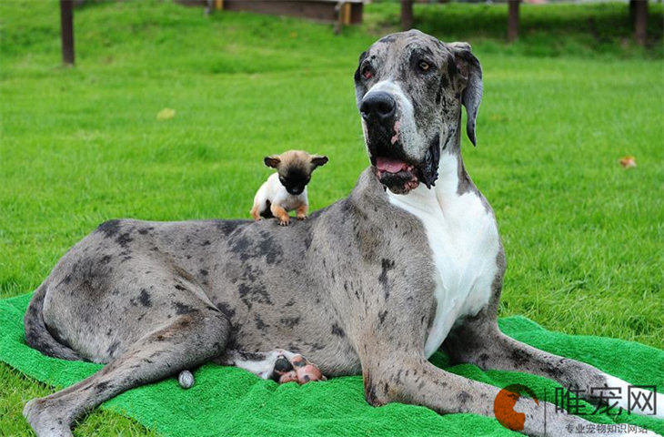室温37℃狗狗会被热死吗 脱毛严重怎么办 室温37℃狗狗会被热死吗 脱毛严重怎么办