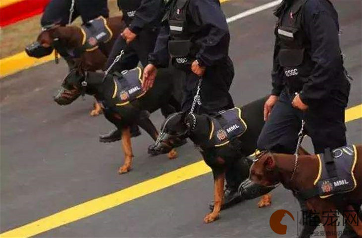 十种最不值得养的狗有哪些 十种最不值得养的狗有哪些