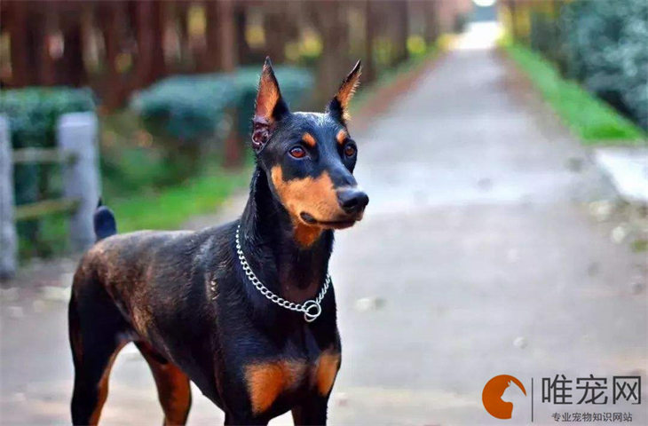 失格的狗就是不纯吗 是什么意思 失格的狗就是不纯吗 是什么意思