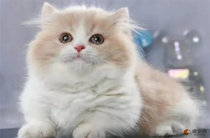 拿破仑猫为什么要五个月以上 多少钱一只