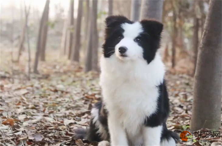 边牧犬怎么喂养 饲养禁忌有哪些